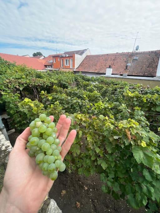 Mikulovska Chalupa Se Sklepem Exterior foto